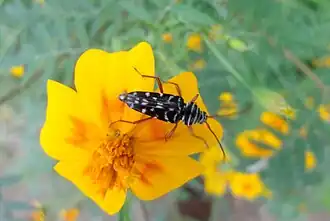 Placosternus difficilis