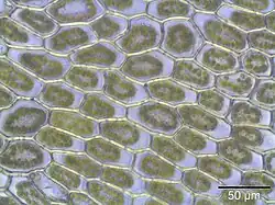 Bladcellen bij 400x vergroting