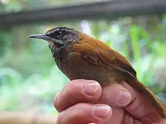 Wenkbrauwwinterkoning