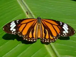 Danaus genutia
