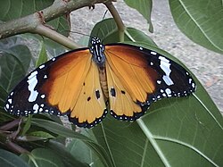 Danaus chrysippusKleine monarchvlinder