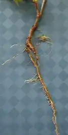 Penwortel van een jonge boom