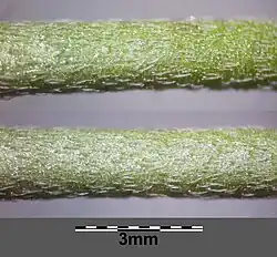 Stengel met aangedrukt haren