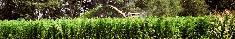 1996; hennepplantage bij Siebengewald wordt in opdracht van de politie vernietigd