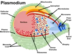 Tekening van plasmodium