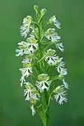 Platanthera leucophaea