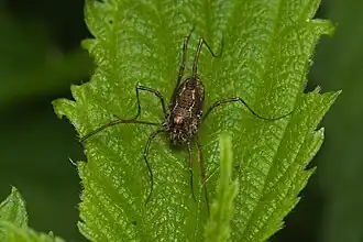 Platybunus bucephalus