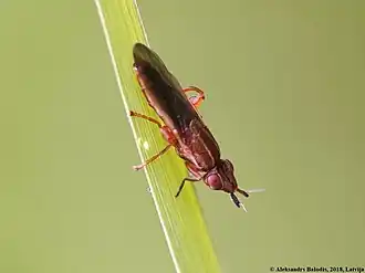 Platycephala planifrons