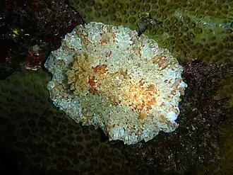 Platydoris inframaculata