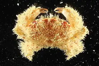 Platypodia tomentosa