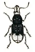 P. albinus (Linnaeus 1758) - bron:Calwer