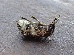 Vrouwtje; onderzijde