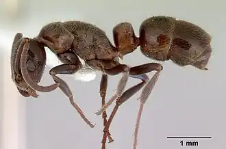 Platythyrea micans