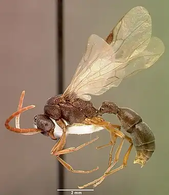 Platythyrea schultzei