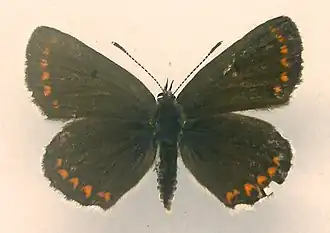 Plebeius artaxerxesVals bruin blauwtje