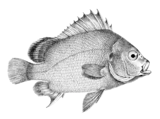 Plectorhinchus gibbosus