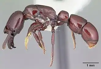 Plectroctena ugandensis