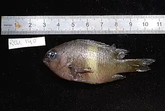 Plectroglyphidodon randalli