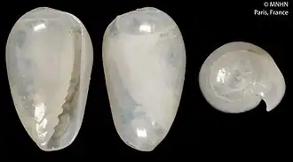 Plesiocystiscus larva