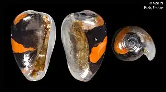 Plesiocystiscus leonorae