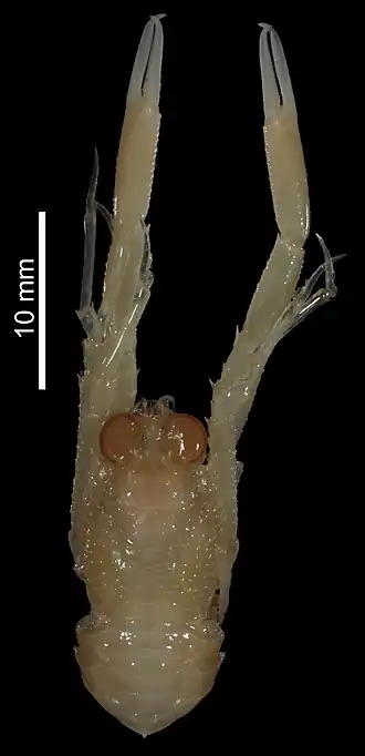 Plesionida aliena
