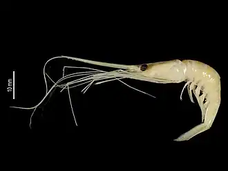 Plesionika flavicauda