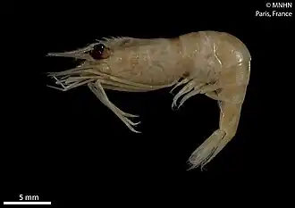 Plesionika scopifera