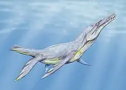 Plesiopleurodon