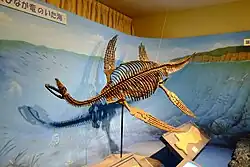 Skeletmodel in het Natuurhistorisch Museum van Tokai University, Japan
