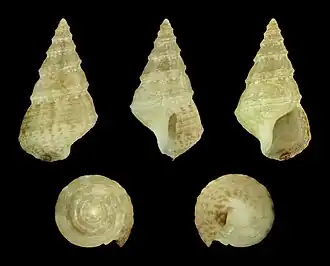 Plesiotrochus souverbianus