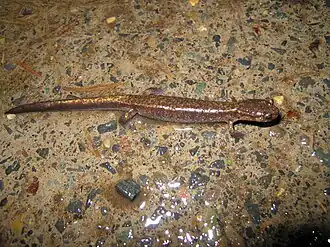 Dunns salamander