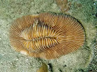 Pleuractis moluccensis