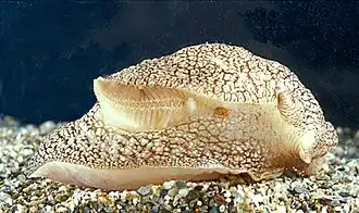 Pleurobranchaea meckeli