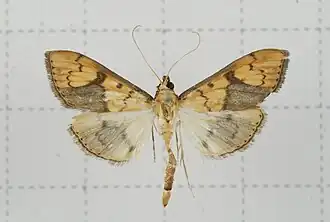 Patania characteristica