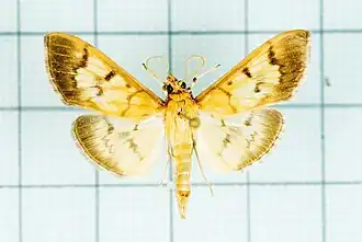 Patania punctimarginalis