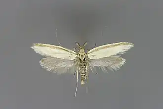 Pleurota pyropella