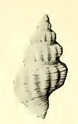 Pleurotomella compacta