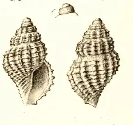 Pleurotomella evadne
