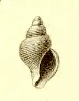 Pleurotomella frigida
