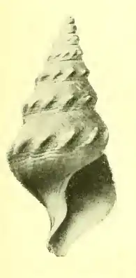 Pleurotomella herminea