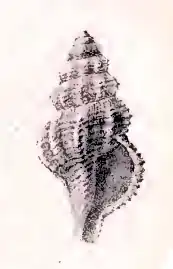 Pleurotomella itama