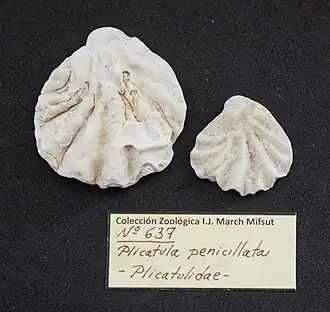 Plicatula penicillata
