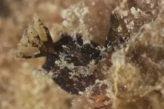 Plocamopherus ceylonicus