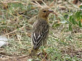 Zuidelijke dikbekkanarie