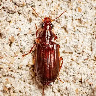 Plochionus timidus