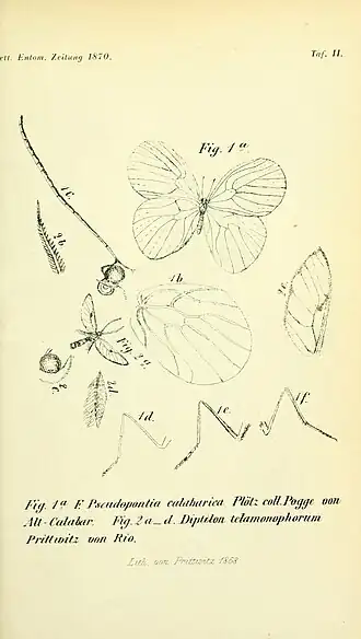 Pseudopontia paradoxa