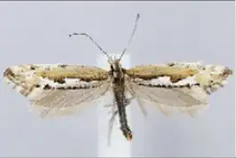 Plutella hyperboreella