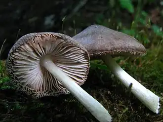 Grauwgroene hertenzwam