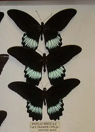 Papilio mayo