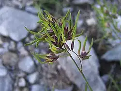 Viviparie bij Alpenbeemdgras (Poa alpina)
